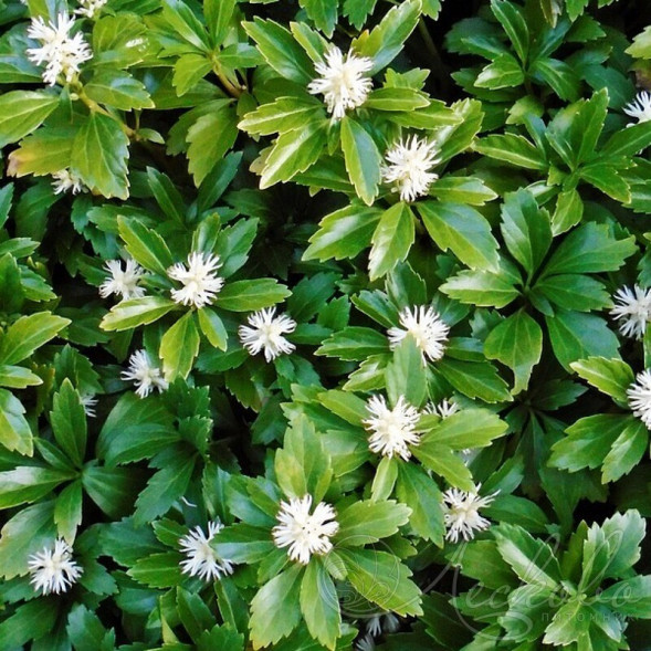Пахизандра верхушечная &amp;quot;Green Carpet&amp;quot;, С3
