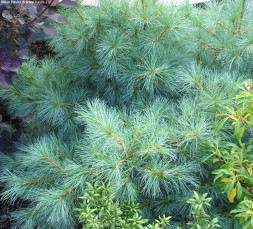 Сосна веймутова 'Radiata', 40-60, ком