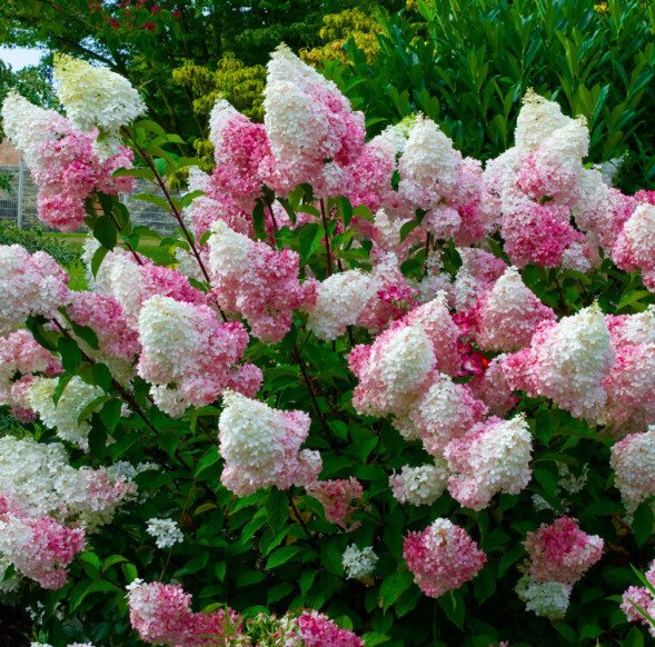 Гортензия метельчатая &amp;#039;Ванила Фрайз&amp;#039;, 30-50, C5
