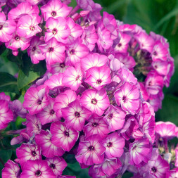 Флокс &amp;quot;Flame Purple Eye&amp;quot;