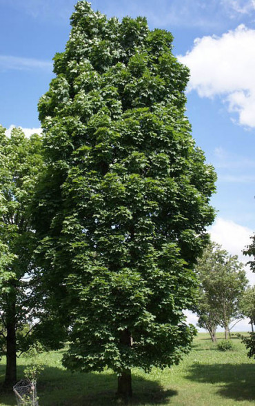 Клен остролистный &amp;#039;Olmsted&amp;#039; 175-200, С20