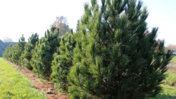 Сосна кедровая 'Pinus cembra', ком