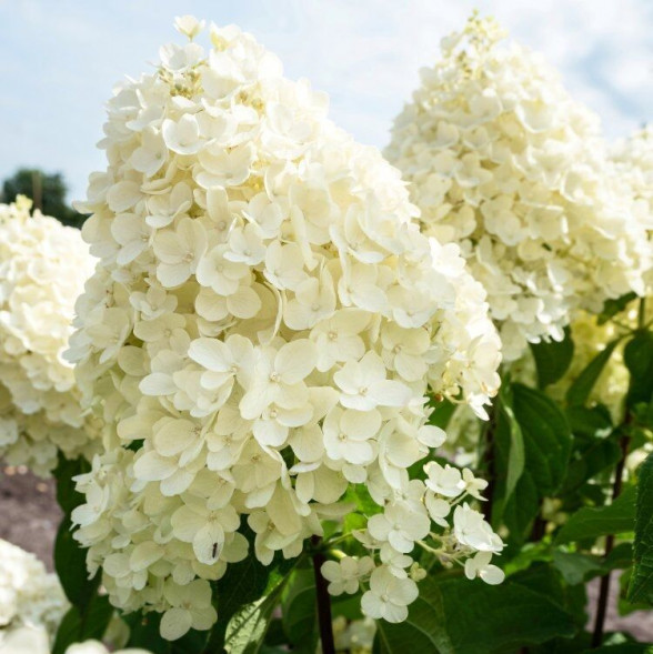 Гортензия метельчатая &amp;#039;Summer Snow&amp;#039;, 20-30, С5