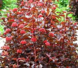 Пузыреплодник калинолистный 'Schuch', 20-30, С3
