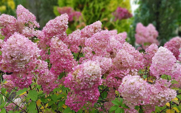 Гортензия метельчатая &amp;#039;Sundae Fraise&amp;#039;, 40-60, С20