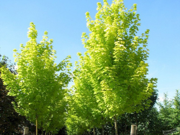 Клен остролистный &amp;#039;Princeton Gold&amp;#039;, 200-250, С20