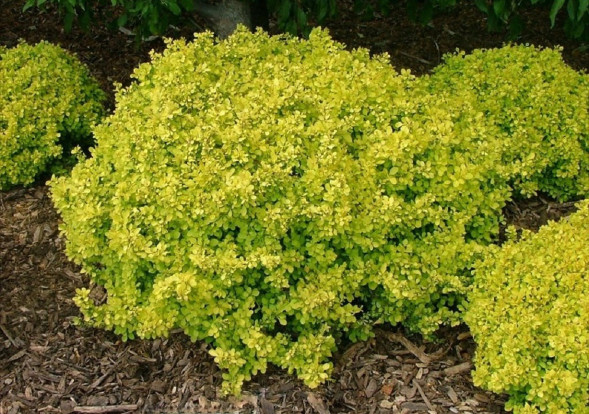 Барбарис тунберга &amp;#039;Bonanza Gold&amp;#039;, 20-30, С3