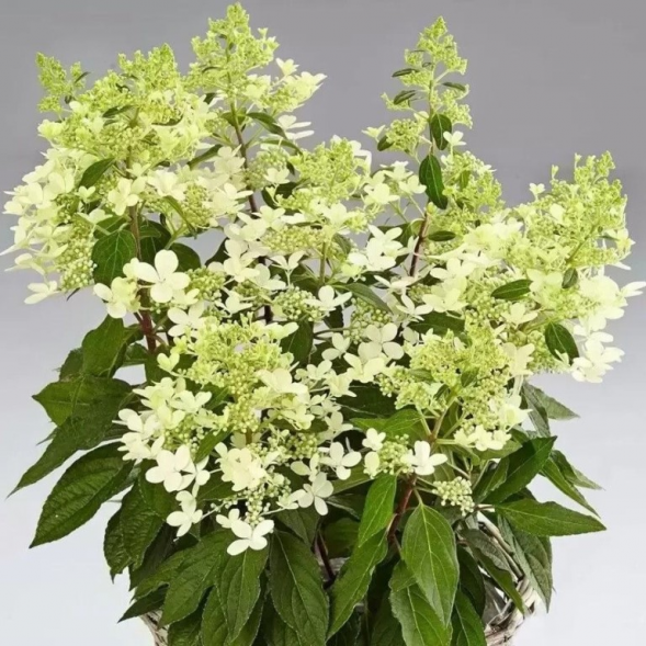 Гортензия метельчатая &amp;quot;Pandria&amp;quot;, 40-60, С10