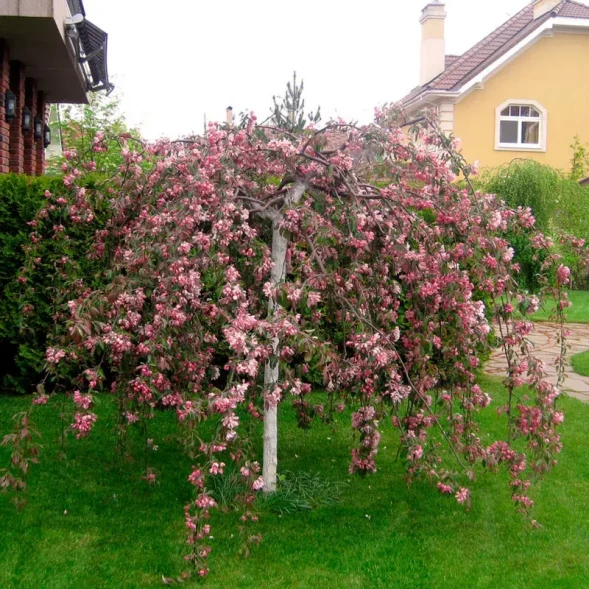 Яблоня декоративная &amp;#039;Фонтана&amp;#039;, St150, об16-18, WRB