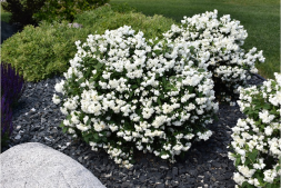 Чубушник 'Snowbelle', 40 - 60, С5