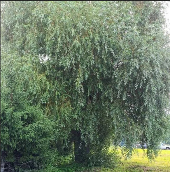 Ива Памяти Бажова, 200-250, С20