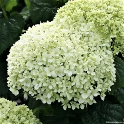 Гортензия древовидная 'Bella Ragazza Limetta', 30-50, С5