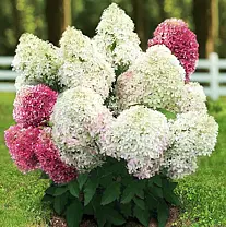 Гортензия метельчатая &amp;quot;Royal Flower&amp;quot;, St 100, С10