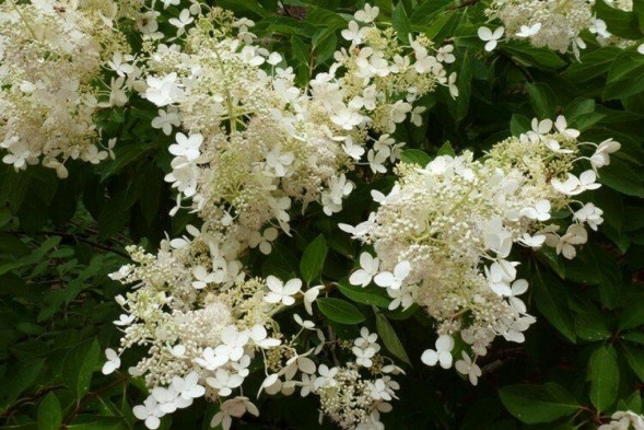 Гортензия метельчатая &amp;#039;Brussels Lace&amp;#039;, 60-80, С10