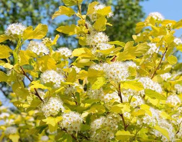 Пузыреплодник калинолистный &amp;#039;Angel Gold&amp;#039;, 80-100, С10
