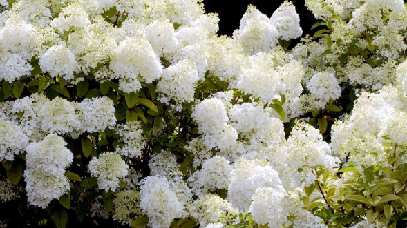 Гортензия метельчатая &amp;#039;White Lady&amp;#039;, 30-50, С5