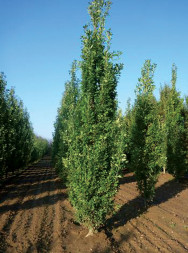 Тополь китайский 'Fastigiata', 450-500, С20