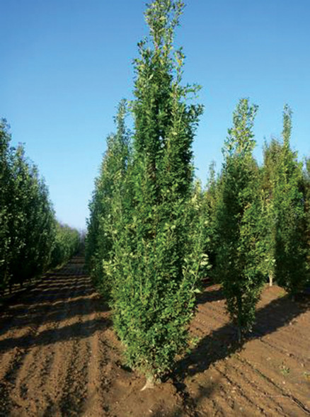 Тополь китайский &amp;#039;Fastigiata&amp;#039;, 450-500, С20