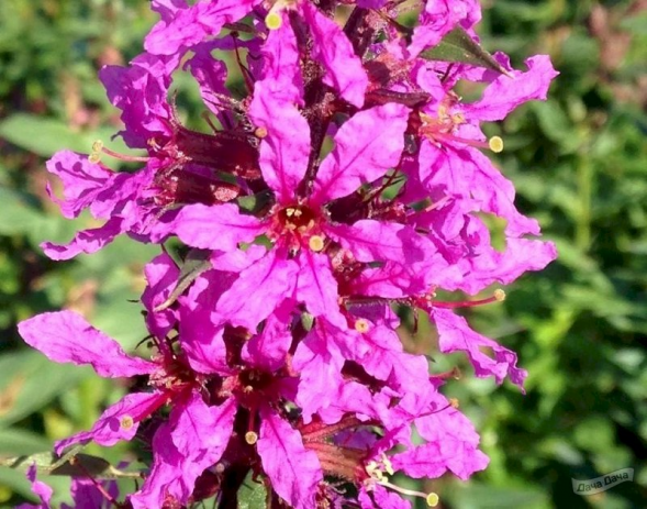 Дербенник иволистный &amp;quot;Rosy Gem&amp;quot;,С3