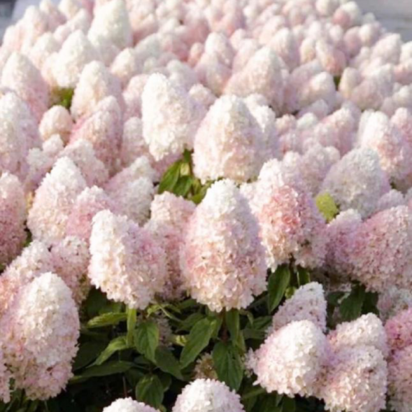 Гортензия метельчатая &amp;#039;Magical Sweet Sammer&amp;#039;, 30-50, С5
