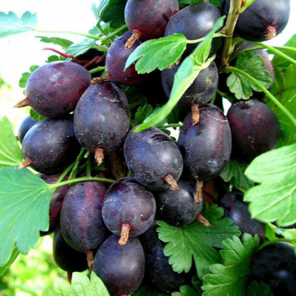 Крыжовник &amp;quot;Черный Негус&amp;quot;, ЗКС