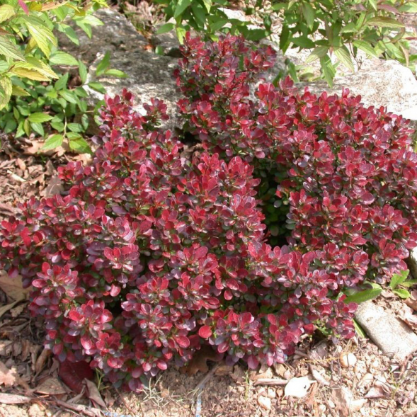 Барбарис тунберга &amp;#039;Atropurpurea Nana&amp;#039;, 15-20, C3