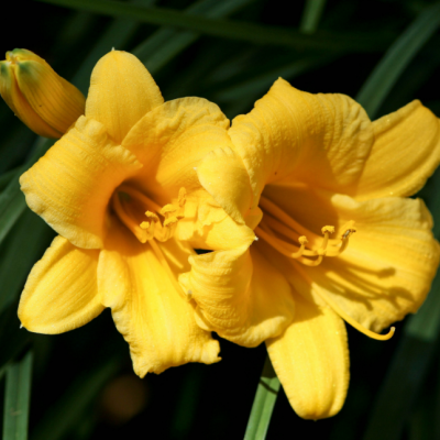 Лилейник &amp;#039;Snappy Yellow&amp;#039;