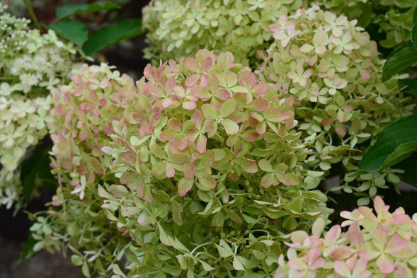 Гортензия метельчатая &amp;quot;Magical Lime Sparkle&amp;quot; 40-60, С10