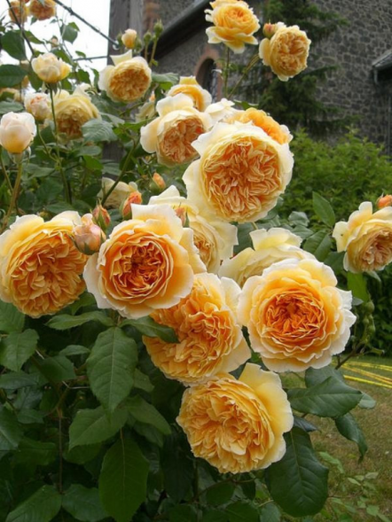 Роза шраб &amp;quot;Голден Зест&amp;quot;, С7