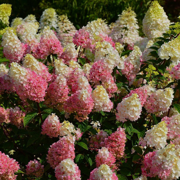 Гортензия метельчатая &amp;#039;Strawberry Blossom&amp;#039;, 30-50, С5