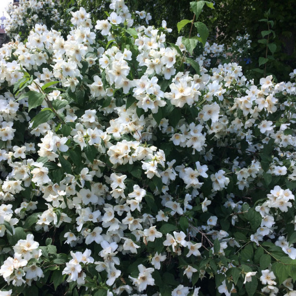 Чубушник &amp;#039;Belle Etoile&amp;#039;, 40-60, С5