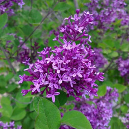 Сирень мейера 'Flowerfesta purple', 20-30, С3
