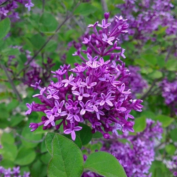 Сирень мейера &amp;#039;Flowerfesta purple&amp;#039;, 20-30, С3