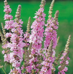 Дербенник иволистный &amp;quot;Blush&amp;quot;,С3