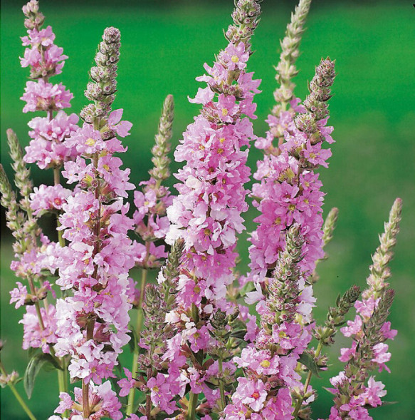 Дербенник иволистный &amp;quot;Blush&amp;quot;,С3