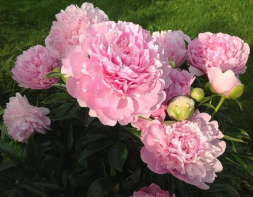 Пион молочноцветковый 'Dinner Plate'