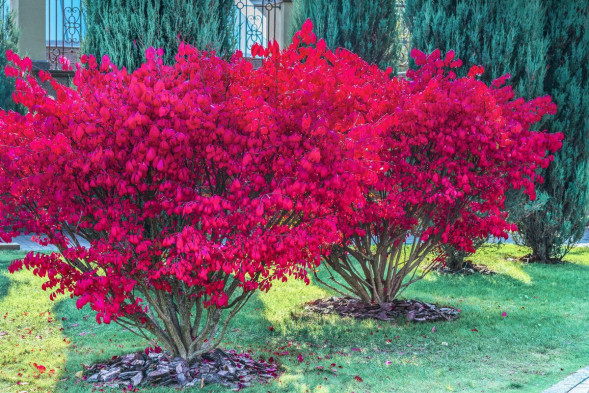 Бересклет европейский &amp;#039;Red Cascade&amp;#039;, 160-180, WRB