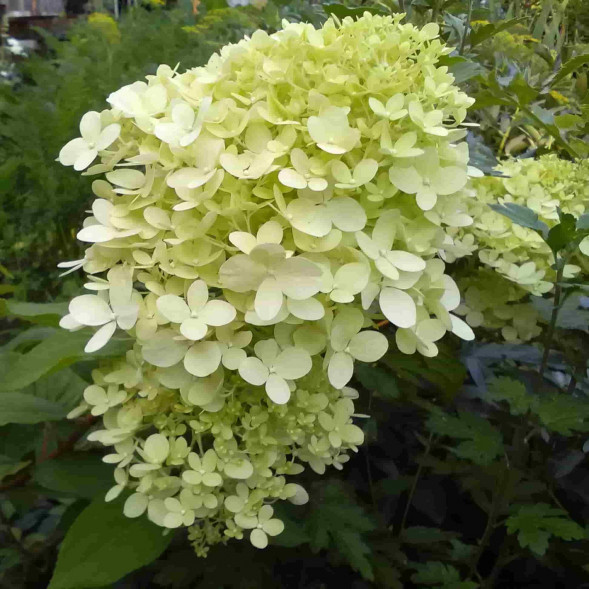 Гортензия метельчатая &amp;#039;Perle d&amp;#039;Automne&amp;#039;, 40-60, С10