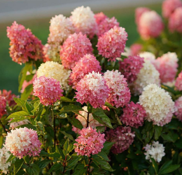 Гортензия метельчатая &amp;#039;Touch of Pink&amp;#039;, 40-60, С10