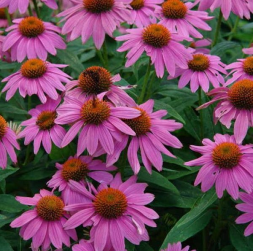 Эхинацея пурпурная 'Prairie Splendor Deep Rose', C3