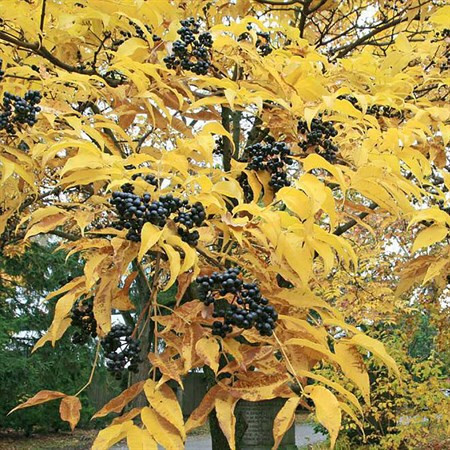 Бархат амурский, 160-180, об 10, WRB