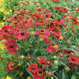 Гелениум осенний &amp;quot;Helena Red Shades&amp;quot;, С3