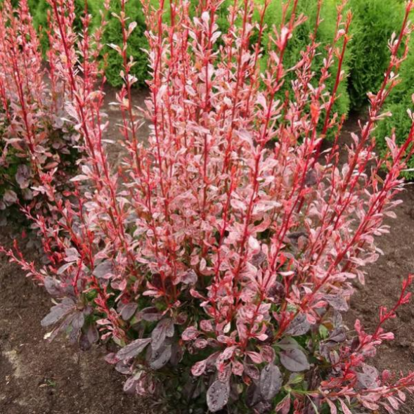 Барбарис тунберга &amp;#039;Pink Attraction&amp;#039;, 20-30, С3