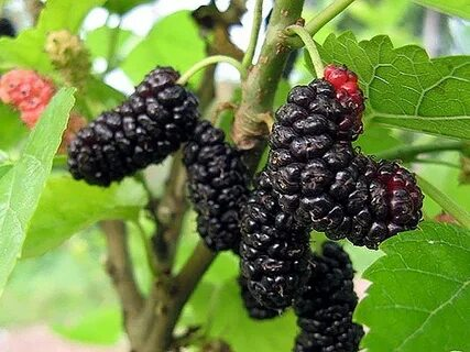Шелковица &amp;quot;Иллинойс Эвербеаринг&amp;quot;, С5
