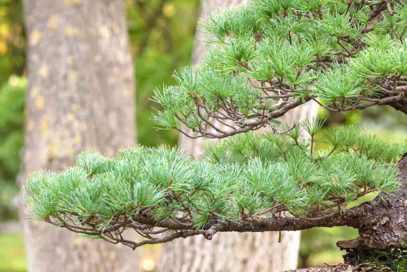 Сосна обыкновенная, BONSAI 200-225,	С290
