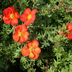 Лапчатка кустарниковая 'Marian Red Robin', 15-20, С3