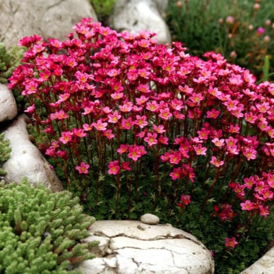 Камнеломка Арендса &amp;quot;Highlander Red&amp;quot;, C3