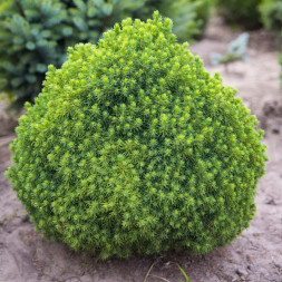 Ель канадская 'Alberta Globe', 15-20, С3