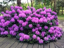 Рододендрон 'Roseum Elegans', С10