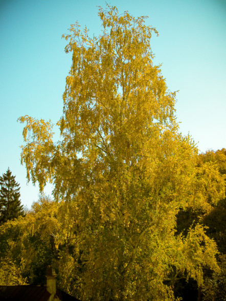 Береза повислая &amp;#039;Schneverdinger Goldbirke&amp;#039;, 200-250, С20